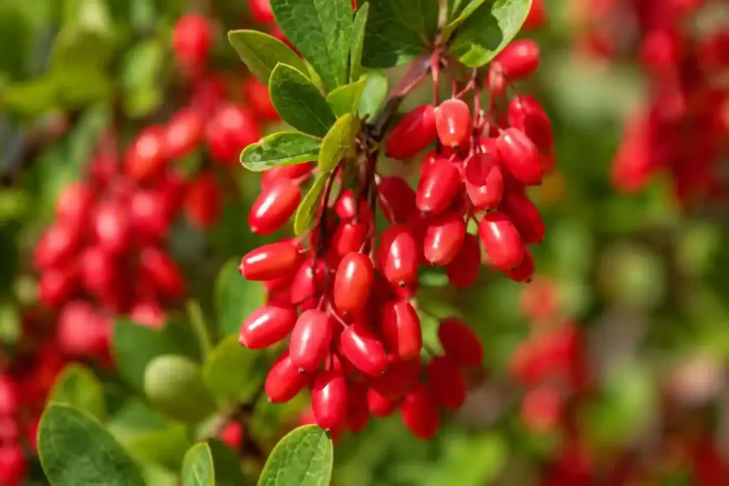 Berberine
