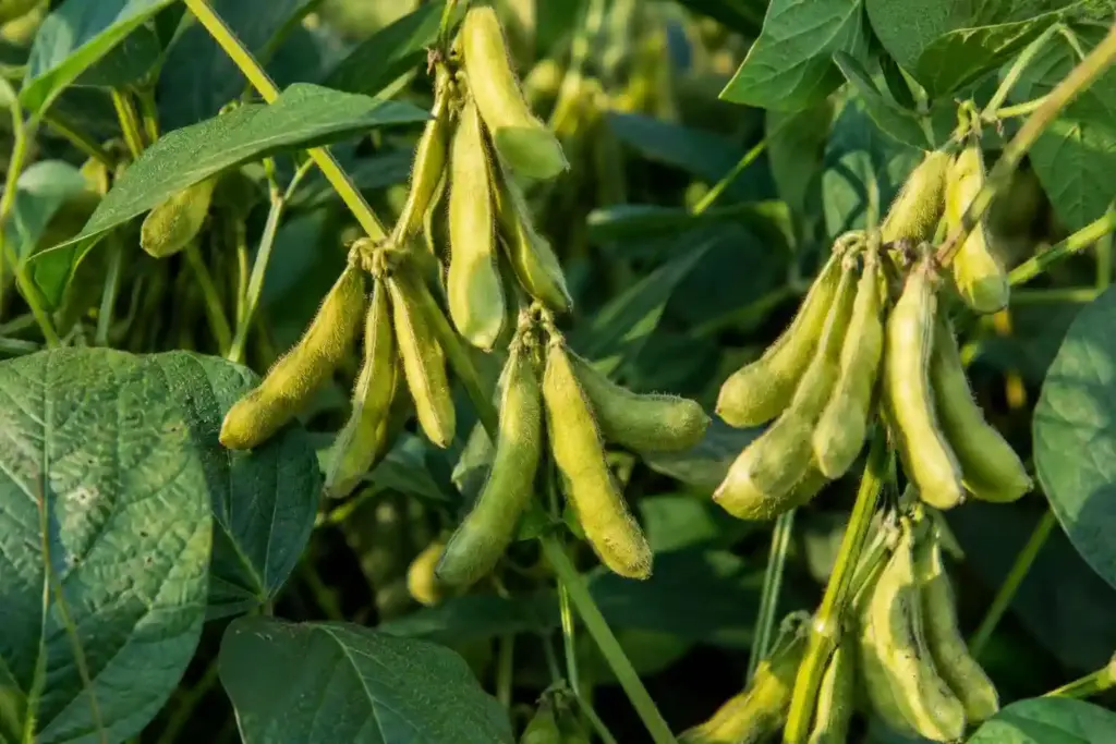 Chlorogenic Acid